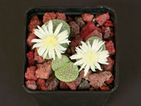 Lithops fulviceps f. aurea